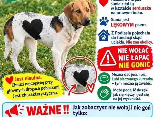 Zaginęła lękowa sunia Serduszko. Ostatni raz widziana w Łabuniach