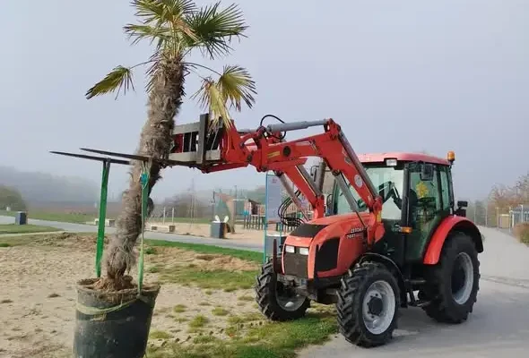 Zamość żegna lato: palmy znad zalewu trafiły do magazynu