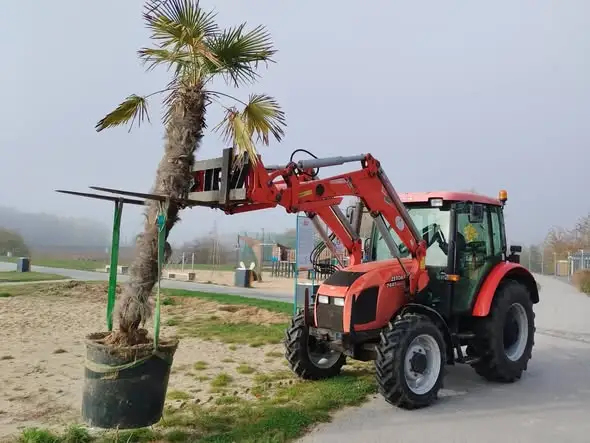 Zamość żegna lato: palmy znad zalewu trafiły do magazynu
